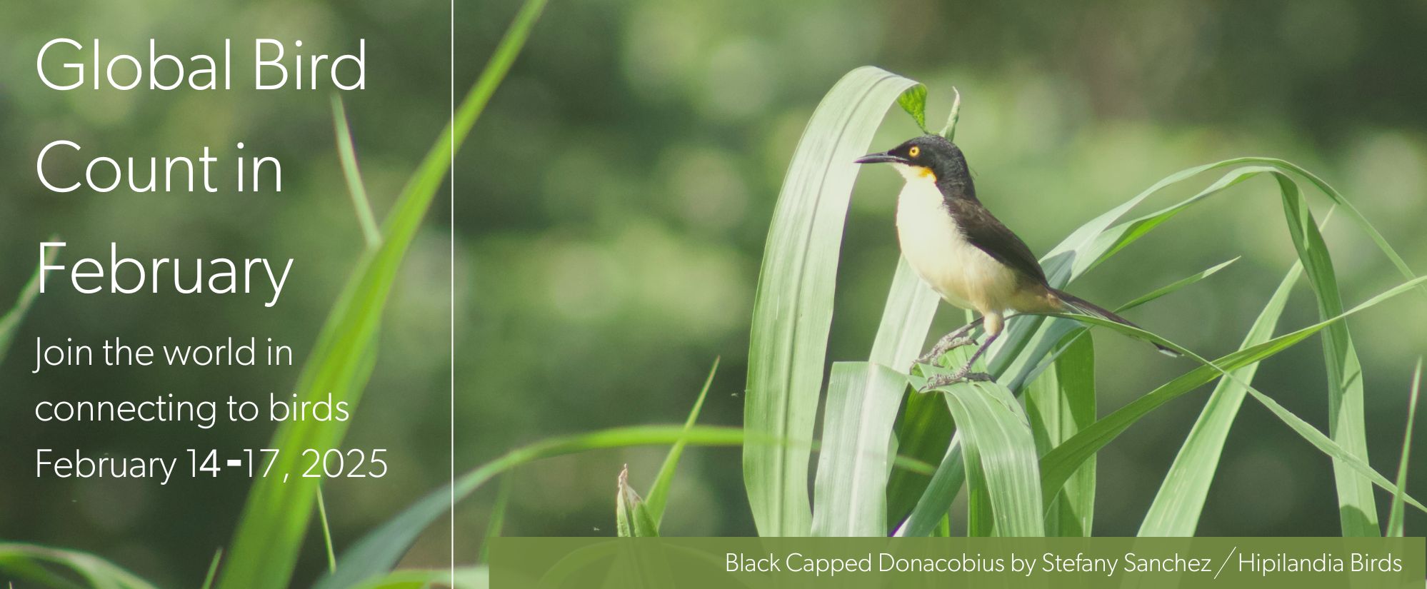 Great Backyard Bird Count